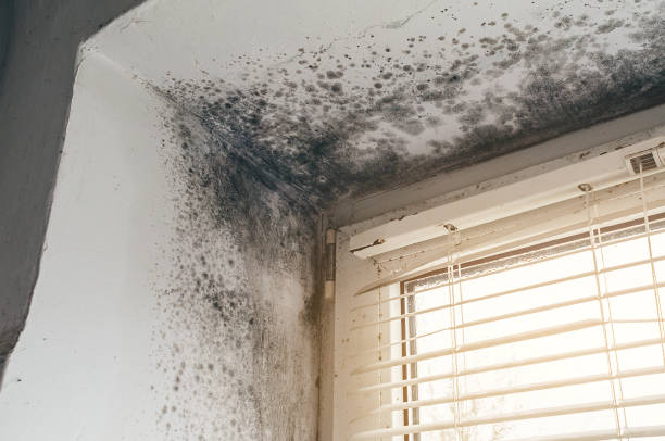 Affordable Mold Remediation solutions in Bellevue, IL